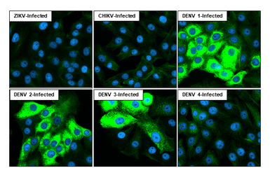 Anti-Dengue virus NS3 protein antibody [HL2239] (GTX638284